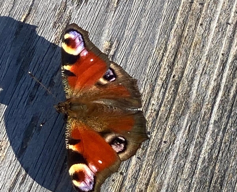 Schmetterling