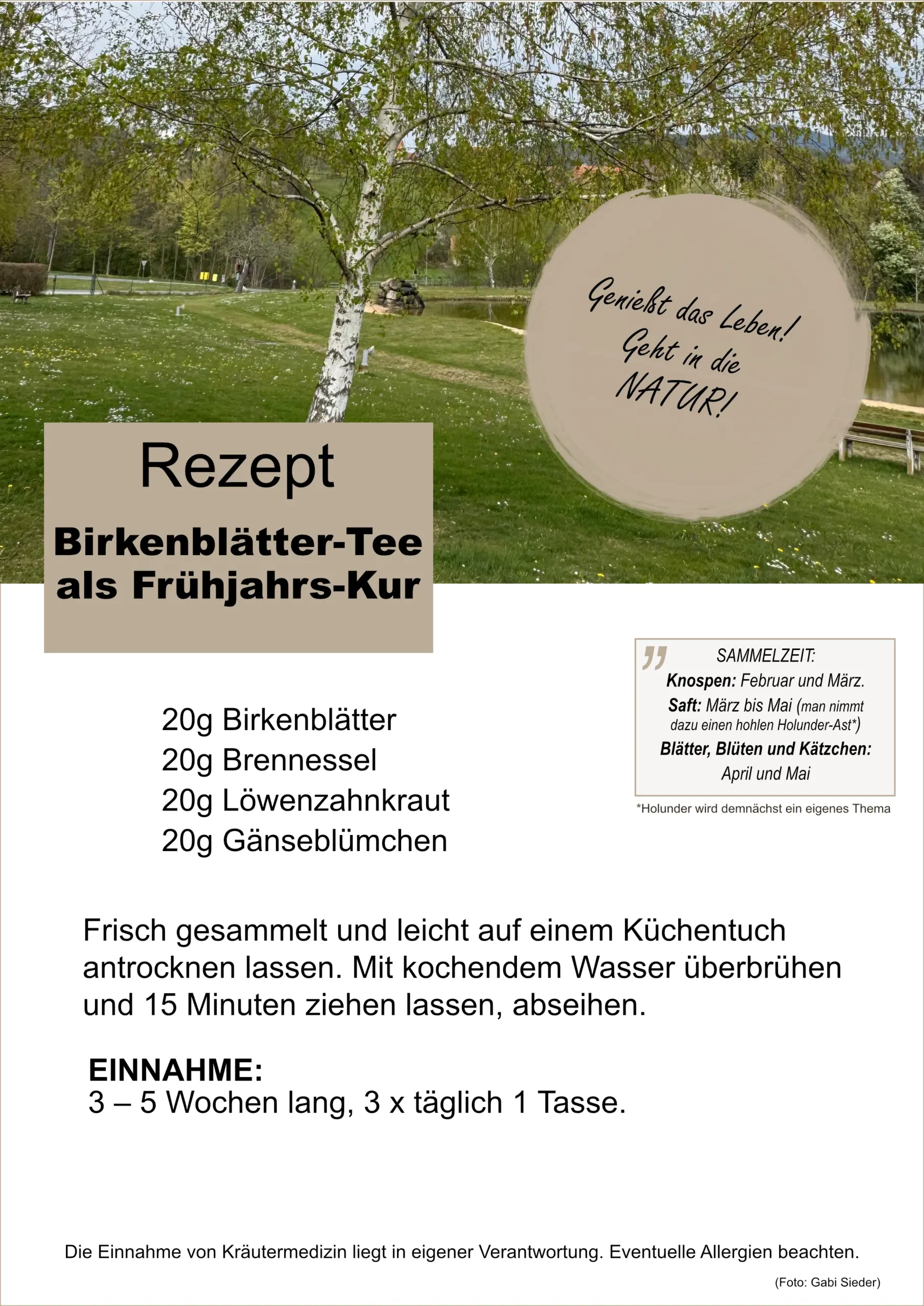 Rezept Birkenblätter-Tee